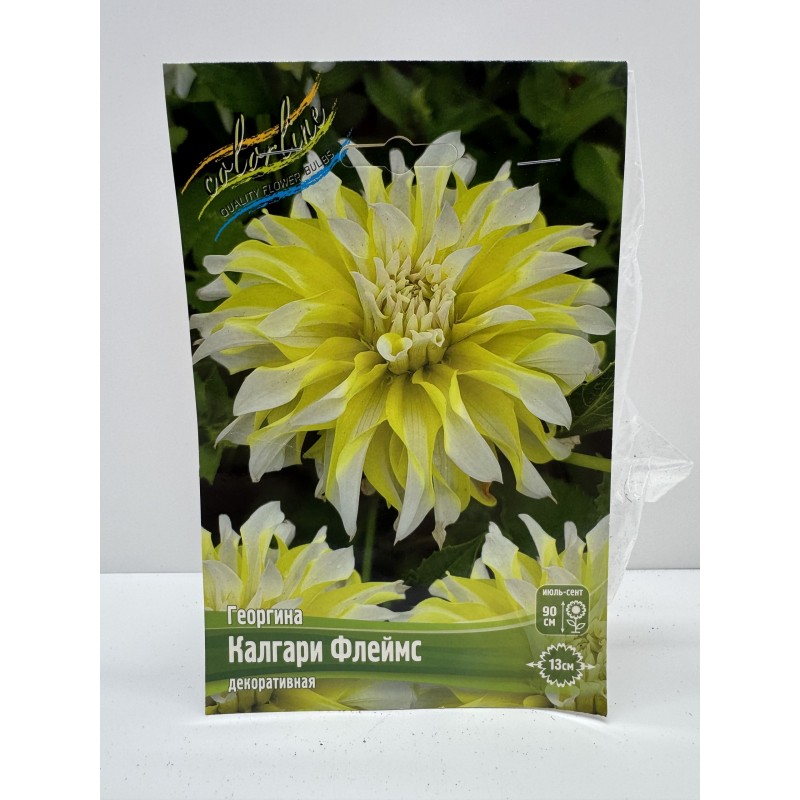 Георгин Калгари флеймс (ИС)