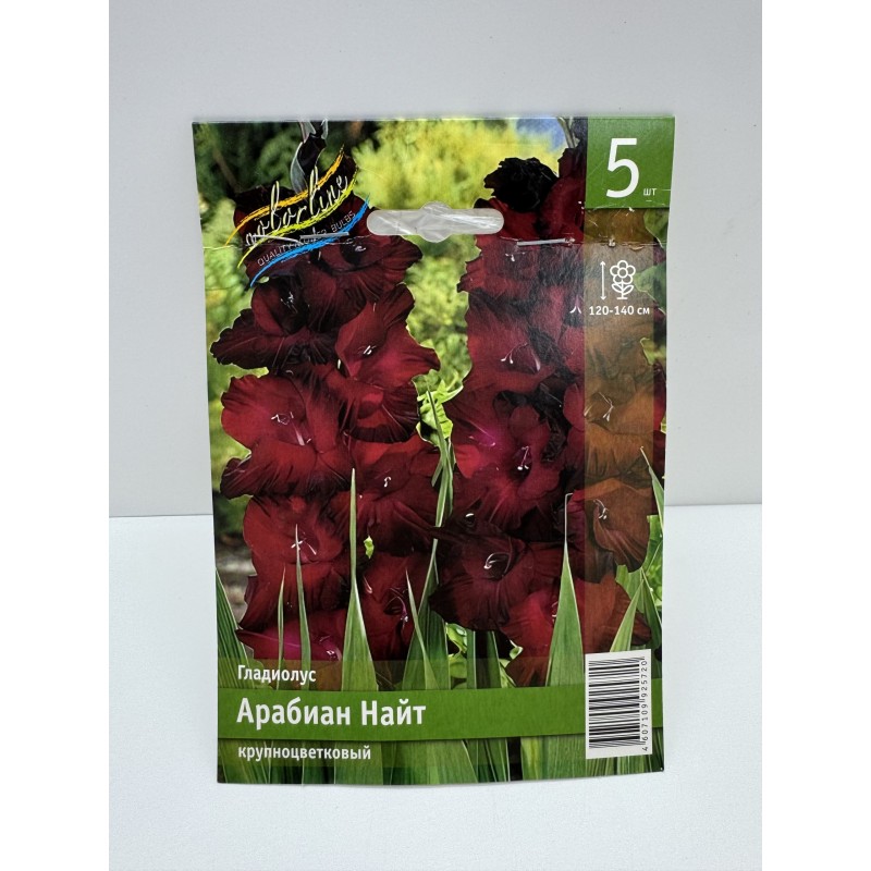 Гладиолус Арабиан Найт (ИС) 5 эконом