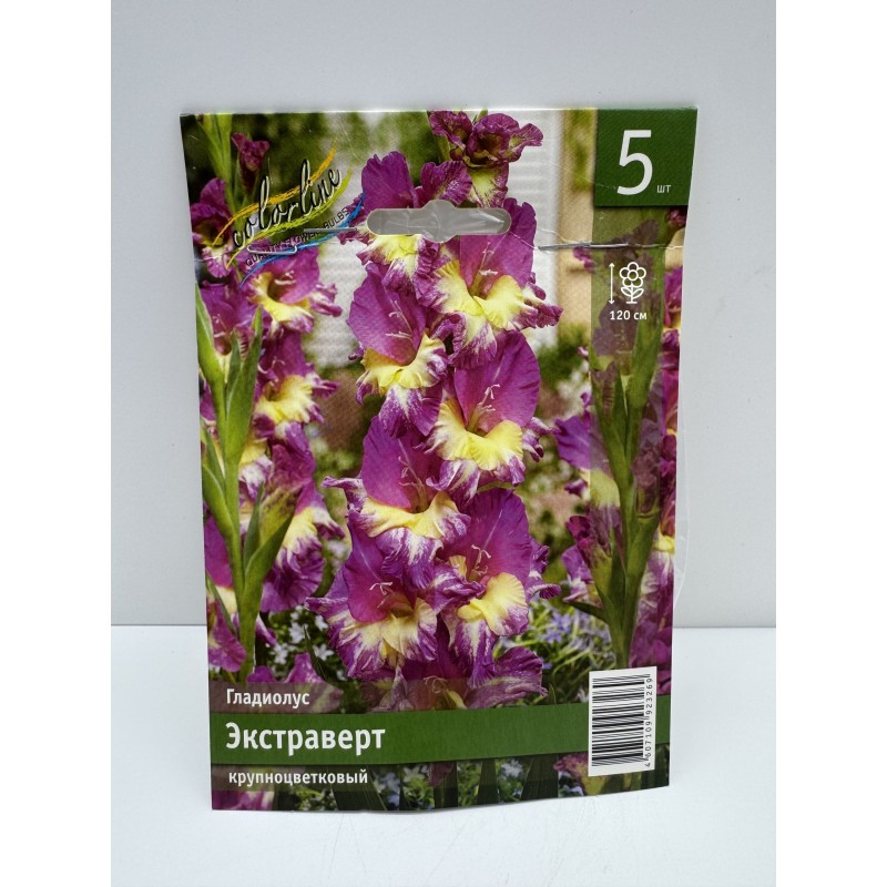 Гладиолус Экстраверт (ИС) 5 эконом