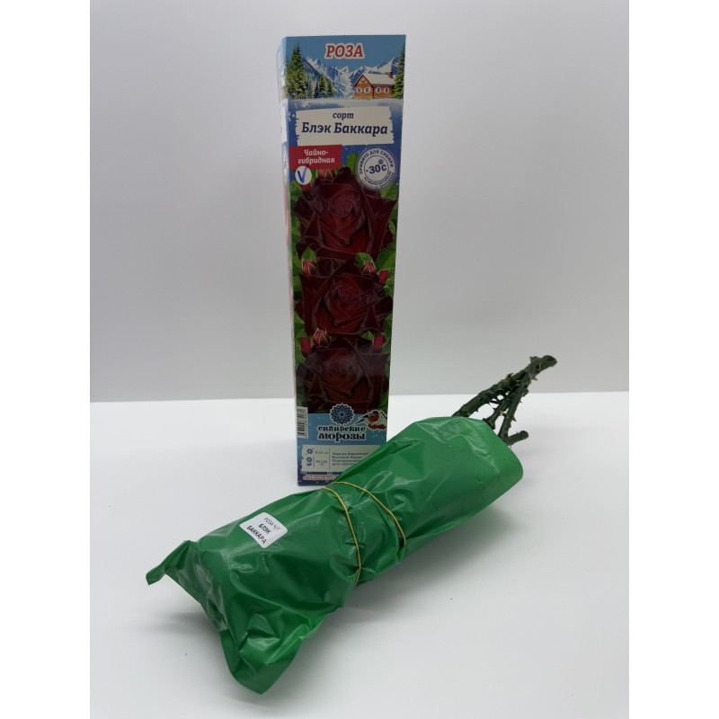 Роза Блэк Баккара (Сиб.сад) Чайно-гибридная
