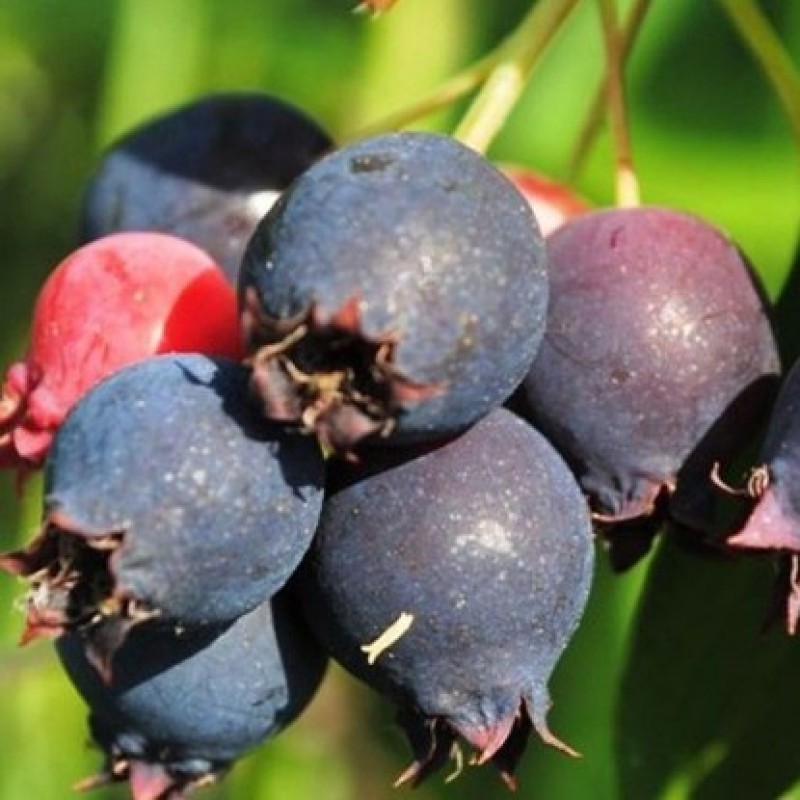 Ирга Красноярская (Сиб.сад)