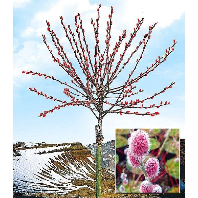 Ива Маунт Асо С5 штамб150 (ИС) тонкостолбиковая