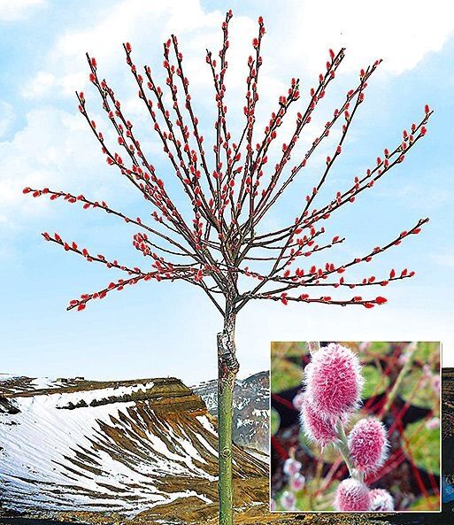 ИВА МАУННТ АСО 2012184904