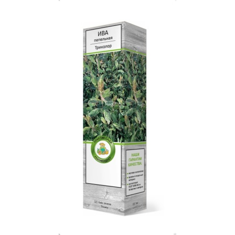 Ива Триколор (Поиск) пепельная