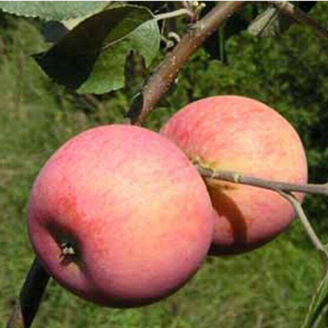 Яблоня алтынай