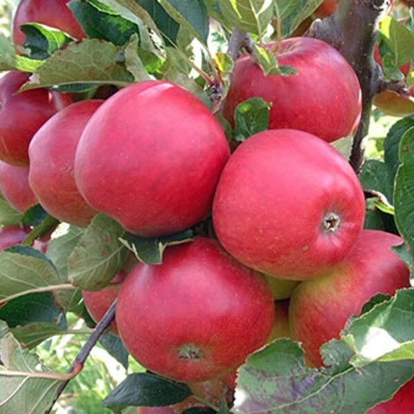 Яблоня баяна