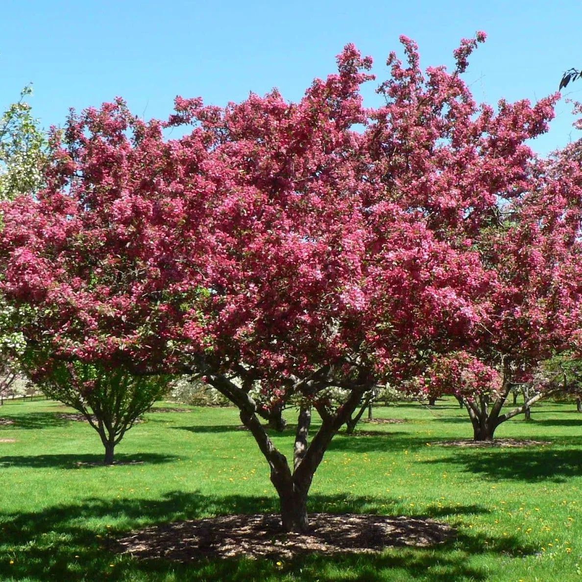Яблоня декоративная бренди мэджик
