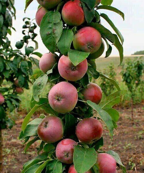 Яблоня гейзер