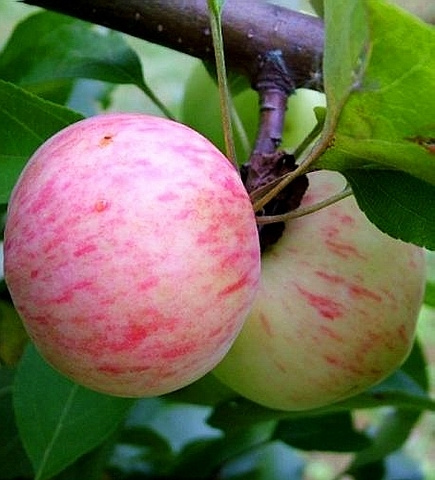 Яблоня грушевка московская