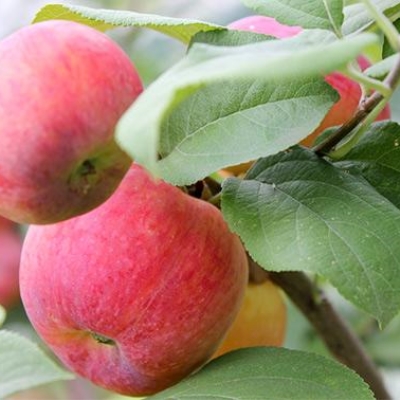 Яблоня краса свердловска