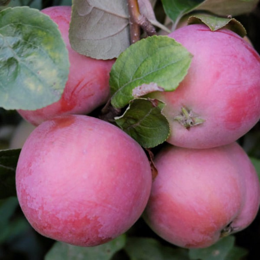 Яблоня розовый налив