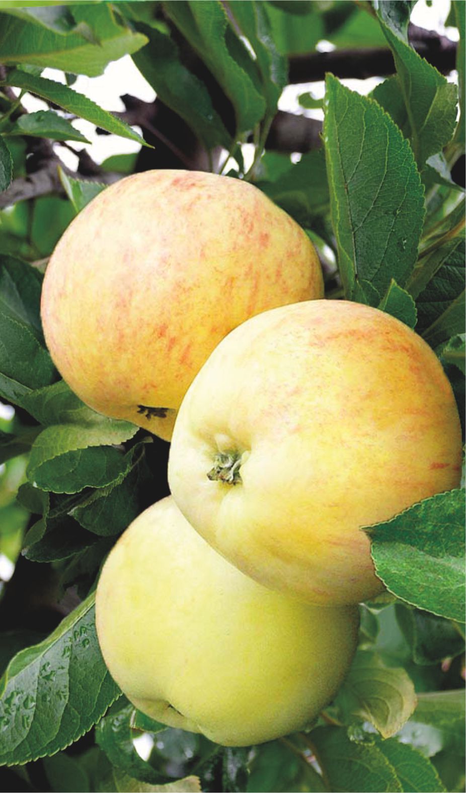 Яблоня вэм желтый