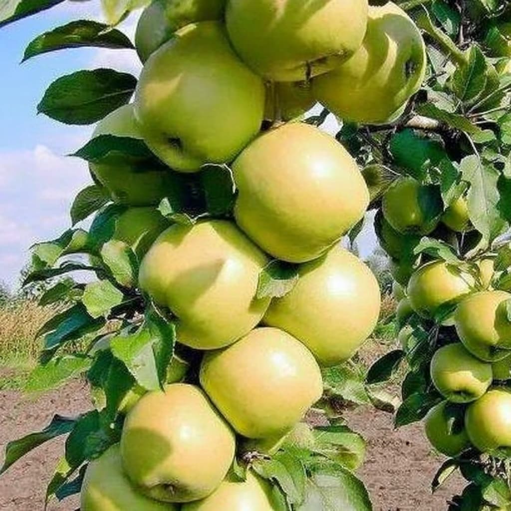 Яблоня зеленый шум