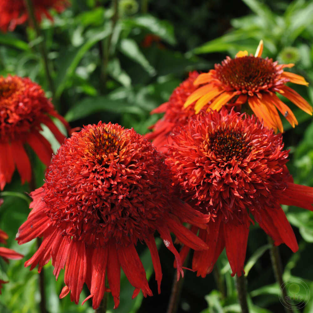 Эхинацея свитчили