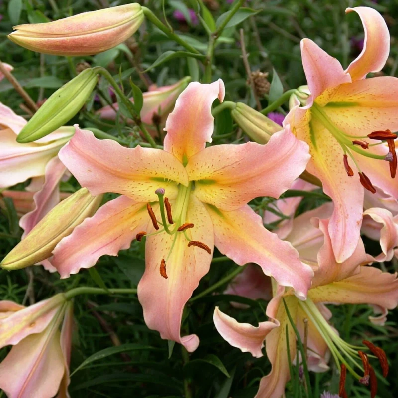 Лилии Элюзив (ИС) 5