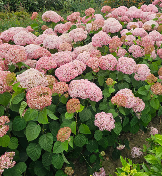 Кандибелле Стендап Пинк Контейнер ком P12