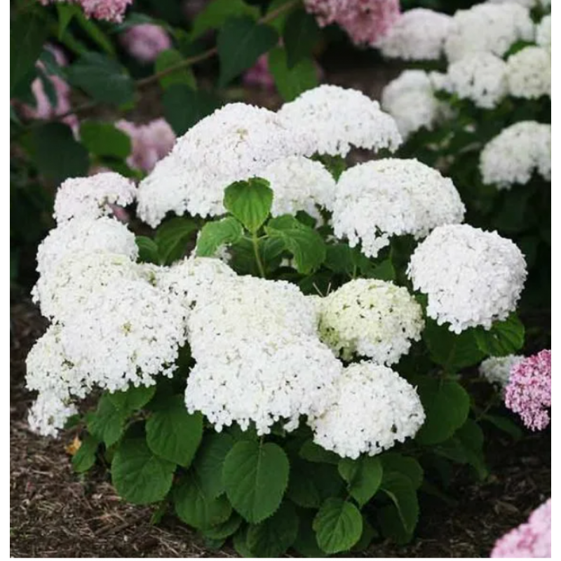 Гортензия Кандибелле Стендап уайт Р12 (ИС) древовидная