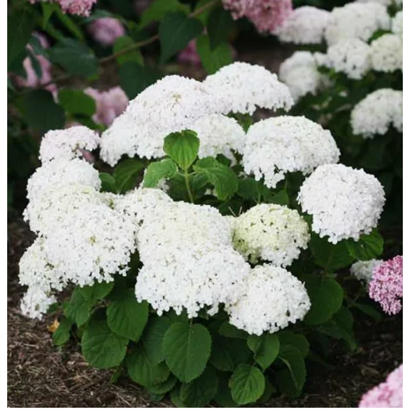 Кандибелле Стендап Уайт Контейнер