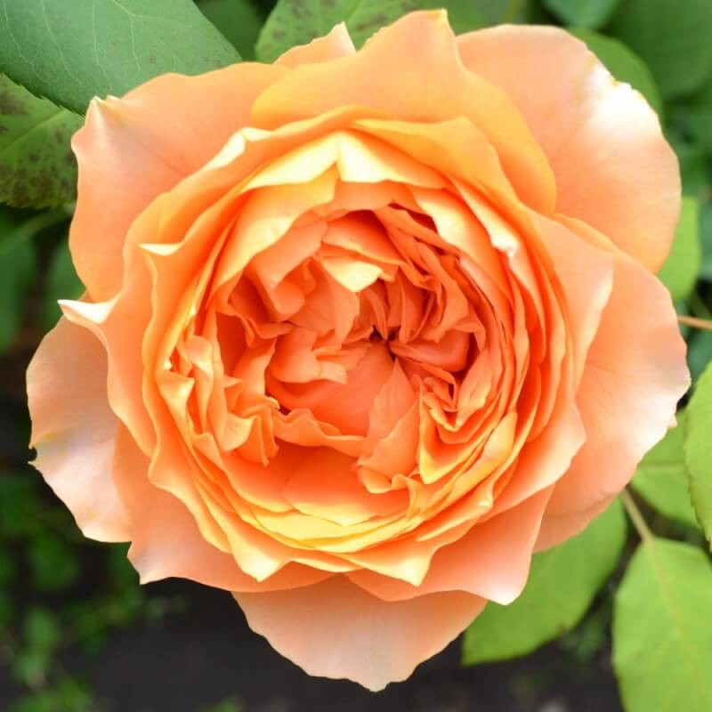 Роза Каралуна (Поиск) чайно-гибридная