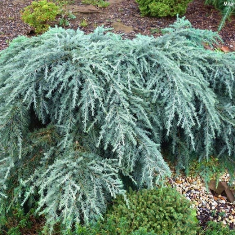 Кедр гималайский Филинг Блю С3 штамб 40см