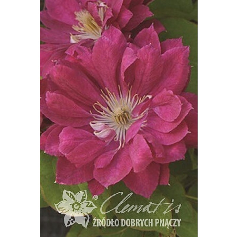 Клематис  Акафуджи (ИС)