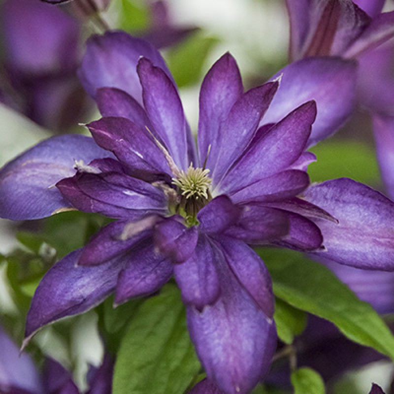 Клематис Глориес Дей (Поиск) капер