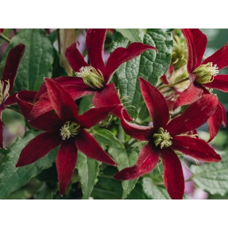 Клематис Глориес Ред (Поиск) капер