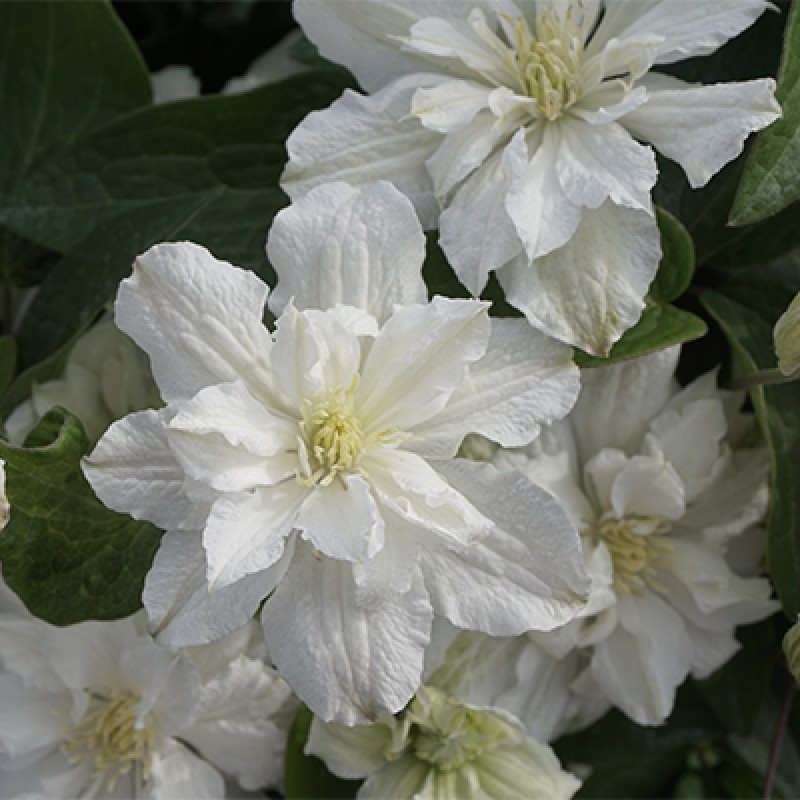 Клематис Вайт Арабелла (Поиск) капер