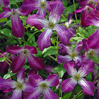 Клематис ботанический Валенбург