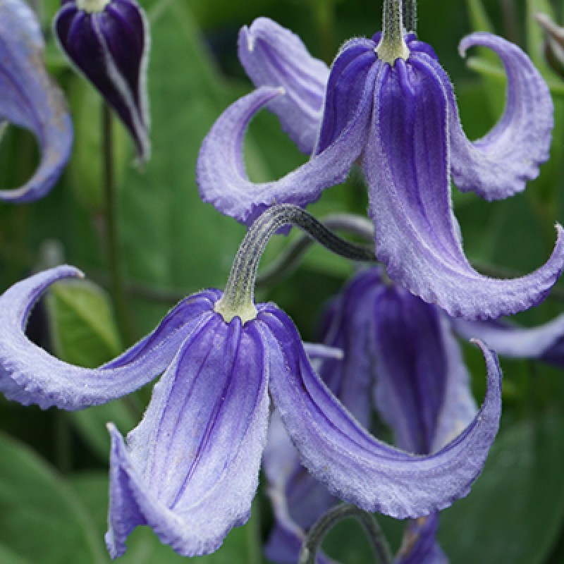 Клематис Интегрифолия (Поиск) капер