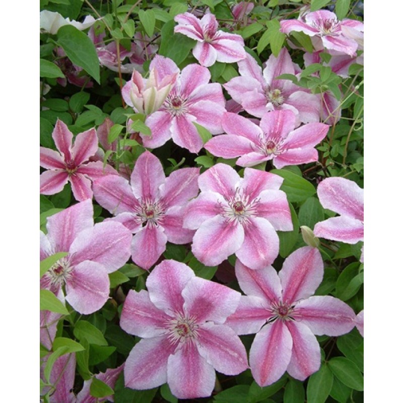 Клематис Дариус (Поиск)