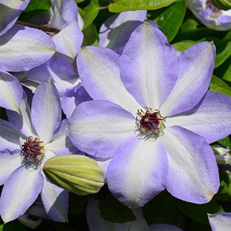 Клематис Иван Олсон (Поиск) капер