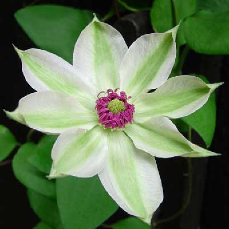 Клематис Мисс Бейтмен (Поиск) капер