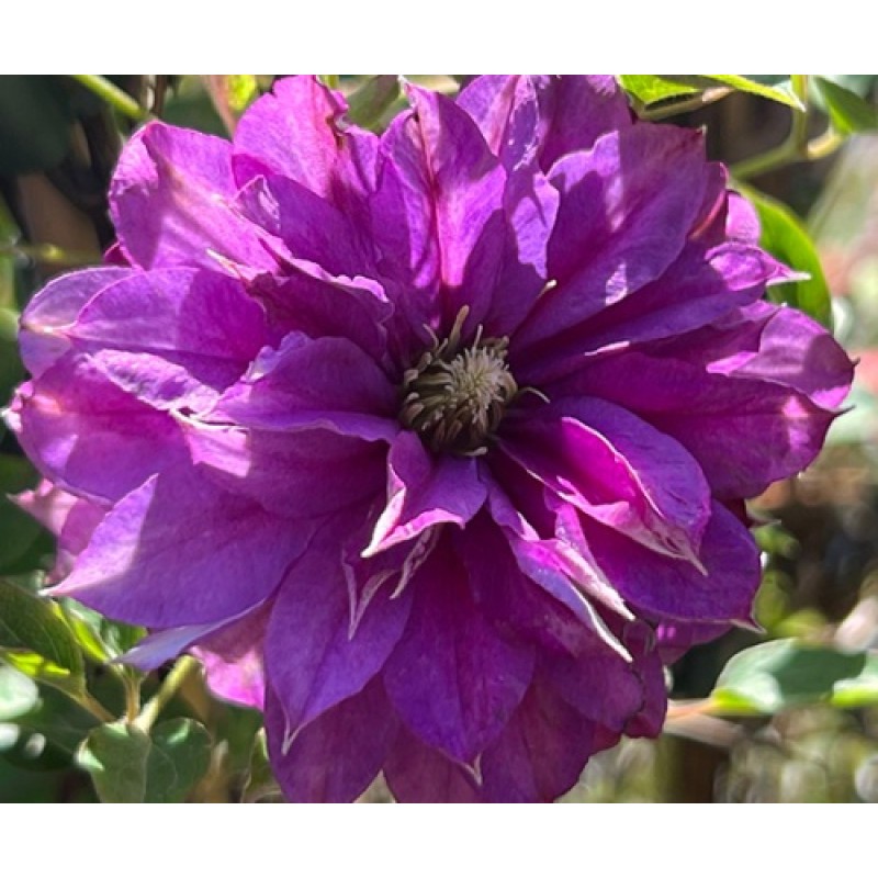 Клематис Роллекастер (Поиск) капер