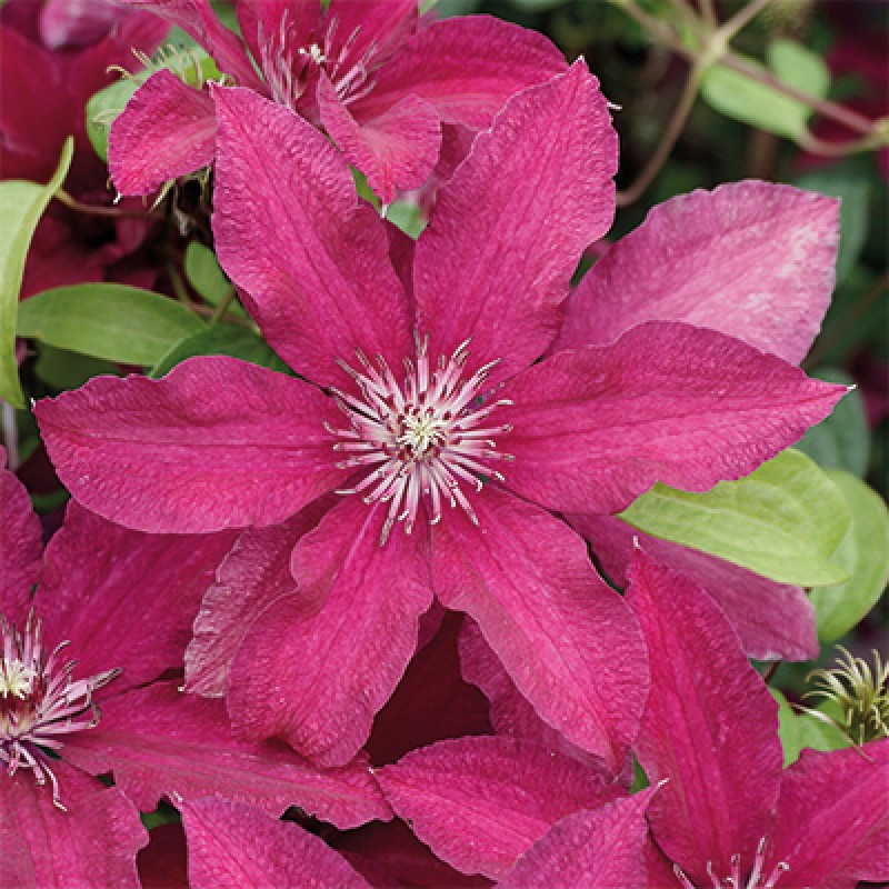 Клематис Рутель (Поиск) капер