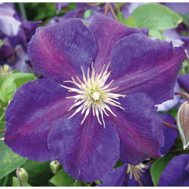 Клематис Жакмани Суперба (Поиск) капер