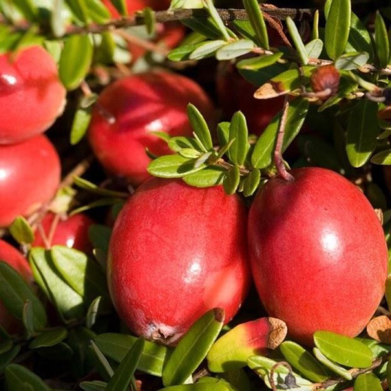 Клюква Холистенд (Поиск)