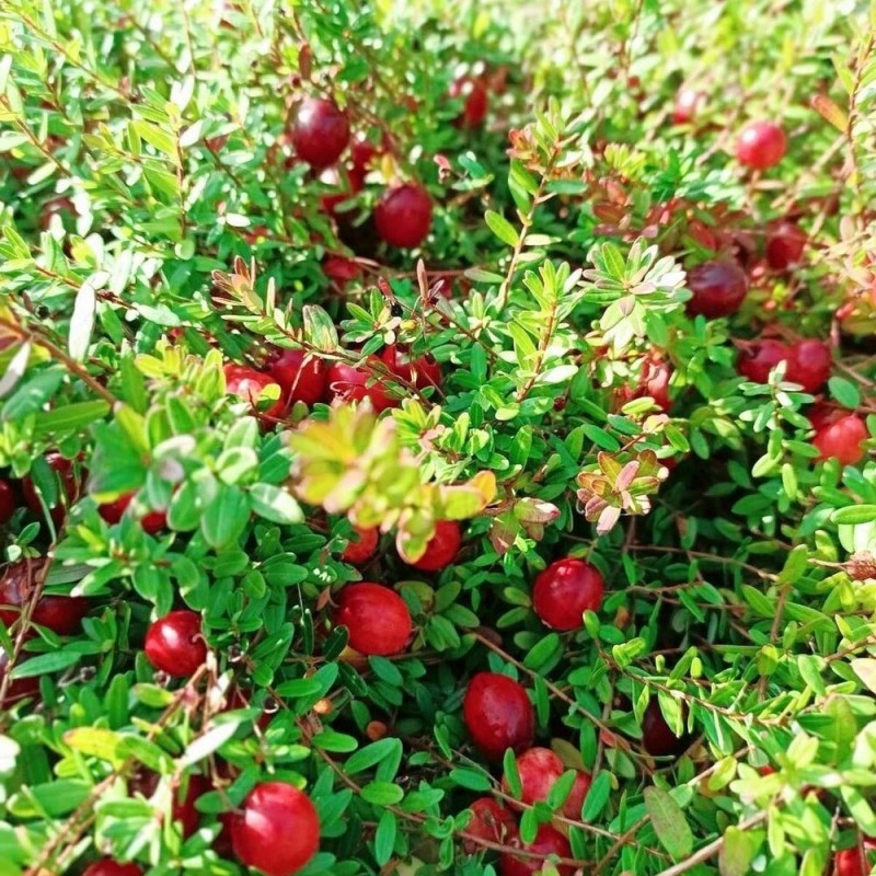 Клюква Станкович (Поиск)