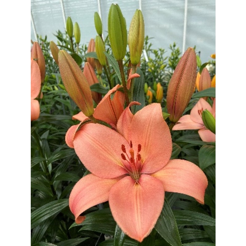 Лилии Корал сансет (ИС) 2 эконом