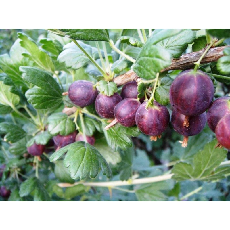 Крыжовник Черный негус (Поиск)