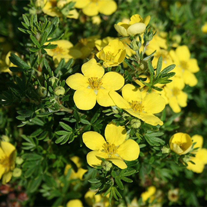 Лапчатка Голдтеппих (Поиск) кустарниковая