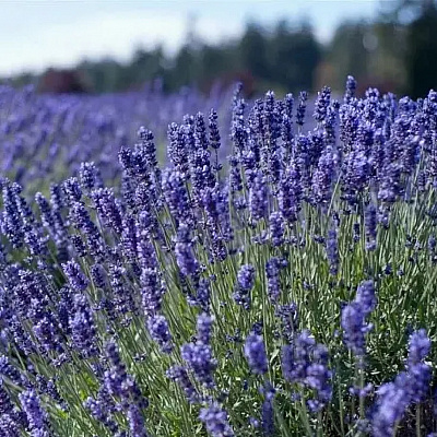 Лаванда синева