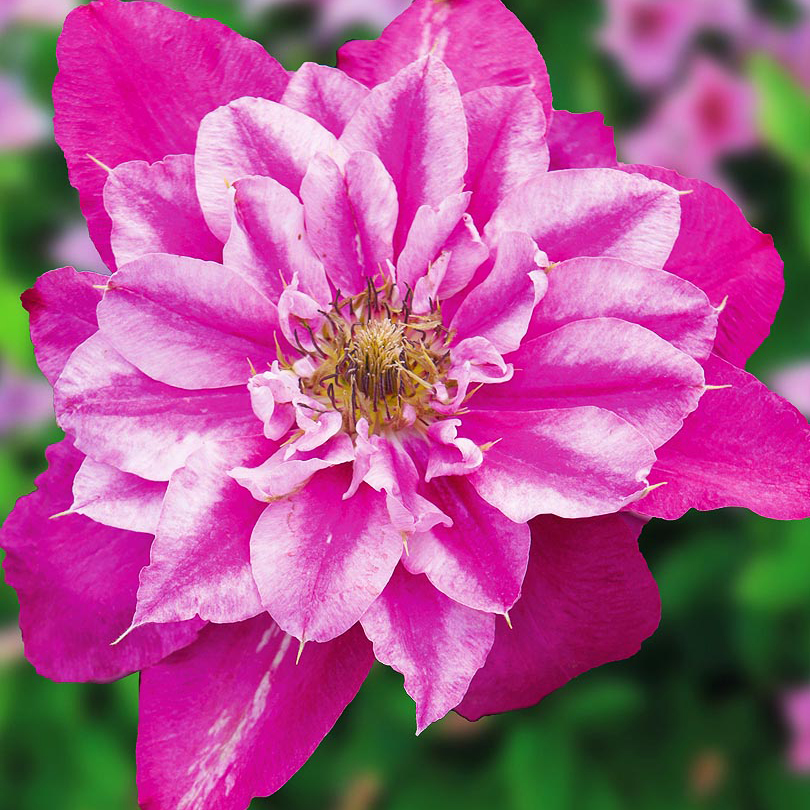 май дарлинг