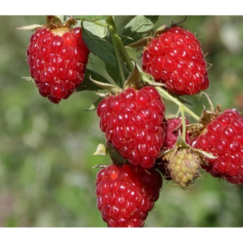 Малина Бриллиант (Сиб.сад)