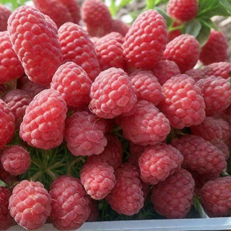 Малина Маравилла (Сиб.сад)