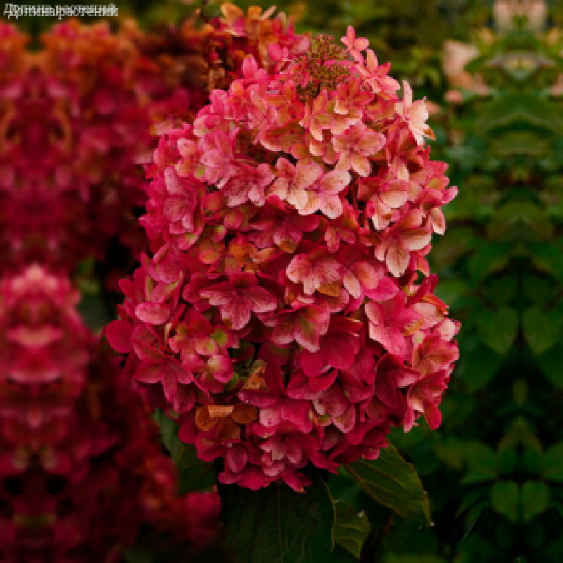 Гортензия Металлика Р9 (ИС)  метельчатая