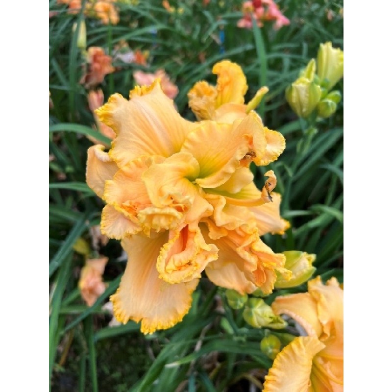 Лилейник Метаморфоза (ИС)