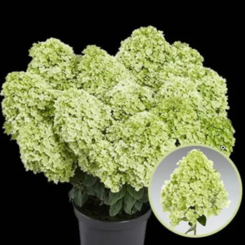 Гортензия Пансана (Поиск) метельчатая