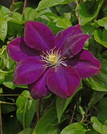 МОНТЕ КАССИНО38a691575f0c5807