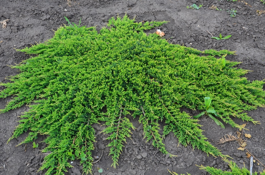 Можевельник принц уэльский